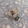 Osmia cornuta